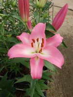 [5196 Brusago VH No02.JPG]